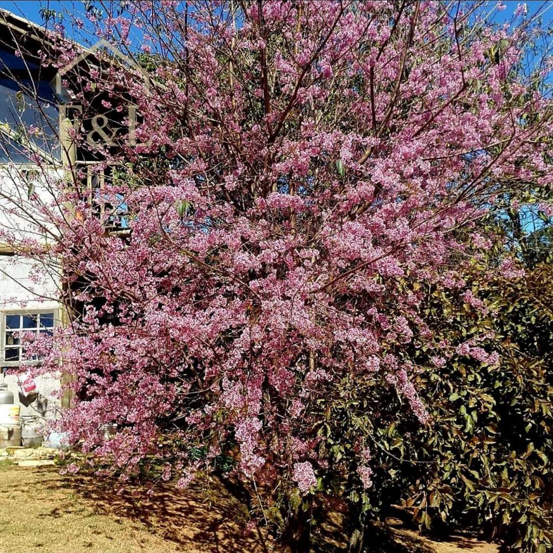 Casa, 3 quartos - Foto 41